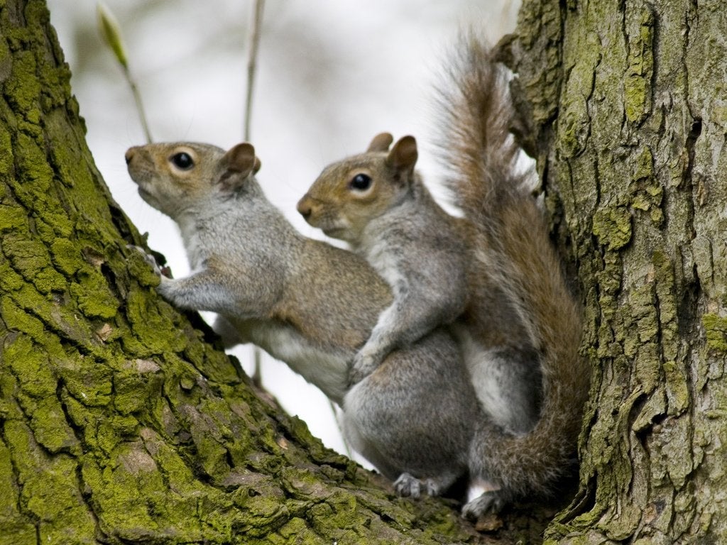 squiirel_romance.jpg