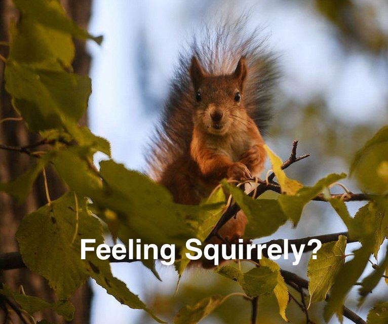 squirel.jpg