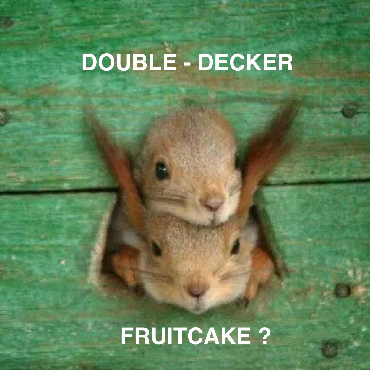 Squirrel-Babys-Looking-Outside-Funny-Picture.jpeg