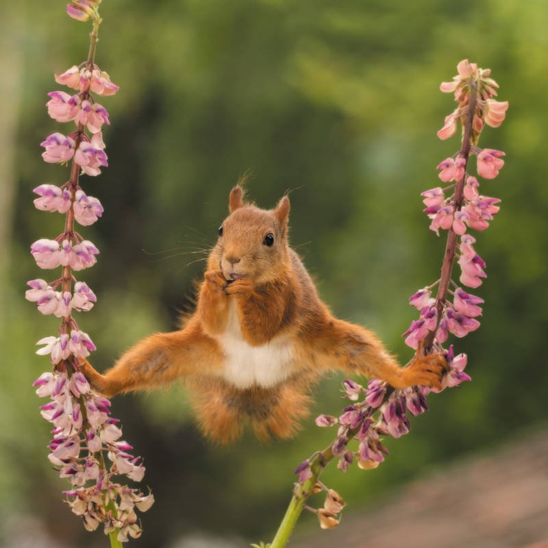 squirrel-does-the-splits.jpg