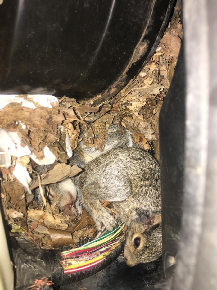 squirrel.jpg