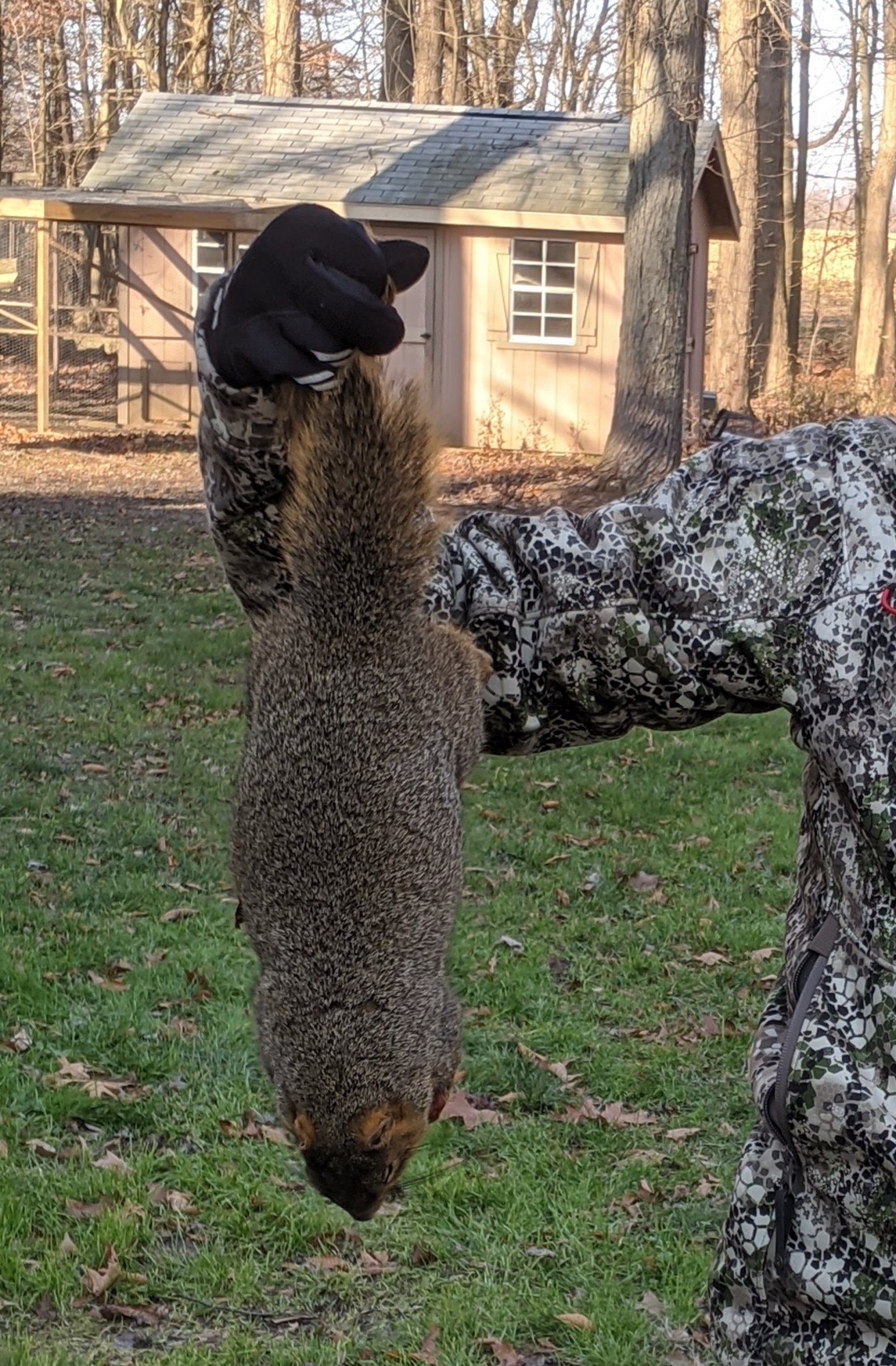 squirrel.jpg