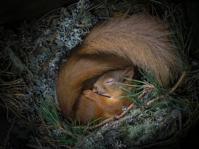 squirrel.jpg