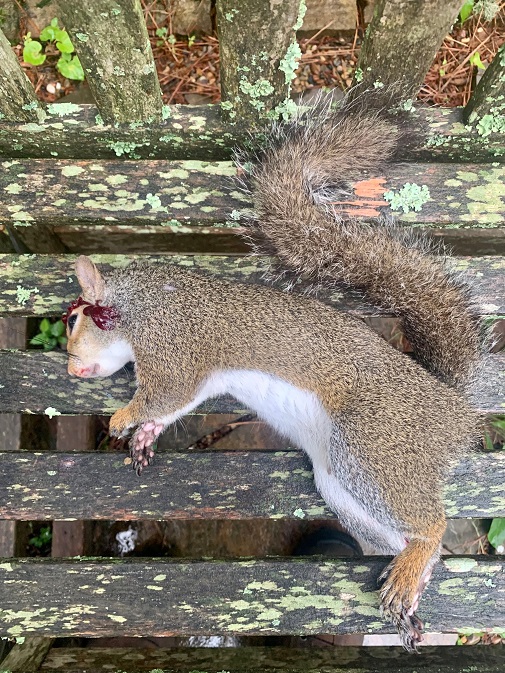 squirrel!.jpg