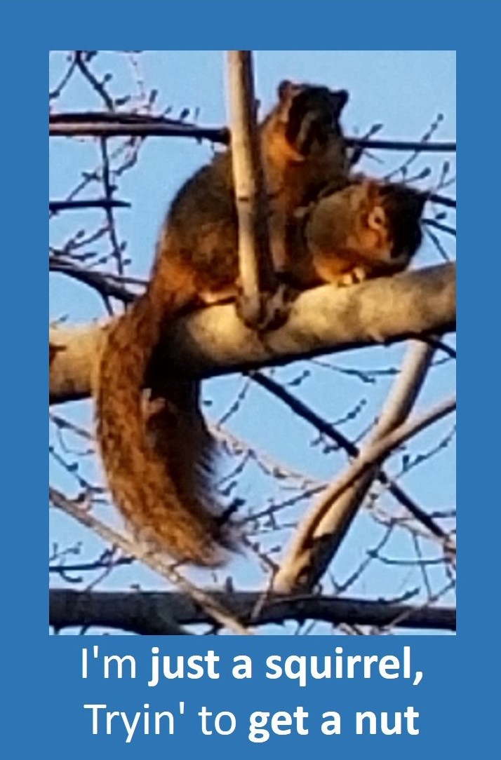 squirrel trying to get a nut.jpg