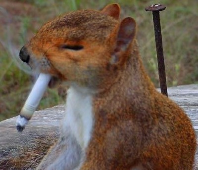 squirrelsmoking (2).jpg