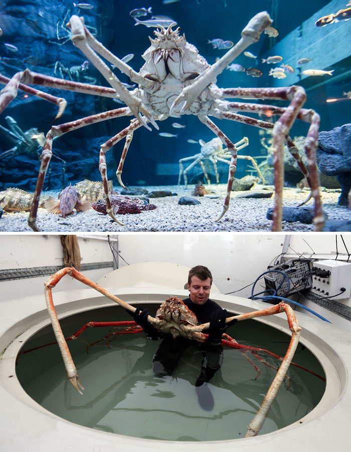 strange-unusual-animals-25-5af5aac9e5fcd__700.jpg