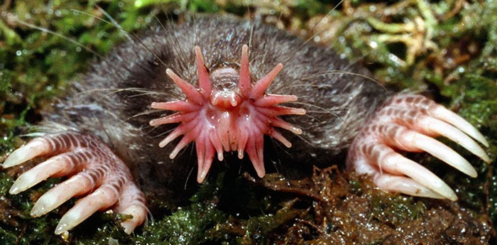 strange-unusual-animals-5af593f46cdc2__700.jpg