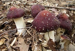 Stropharia rugoso-annulata 1.jpg