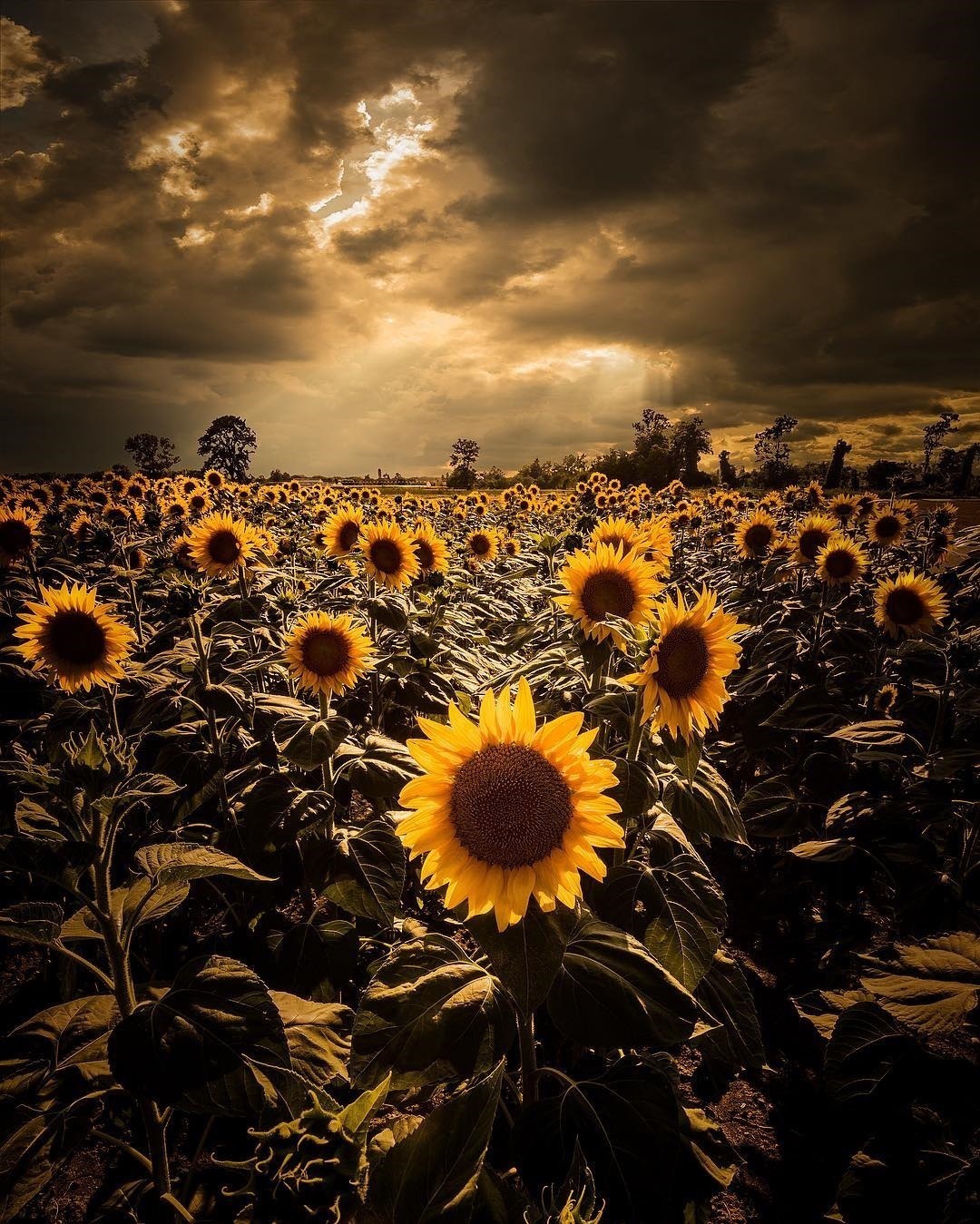 sunflowers.jpeg