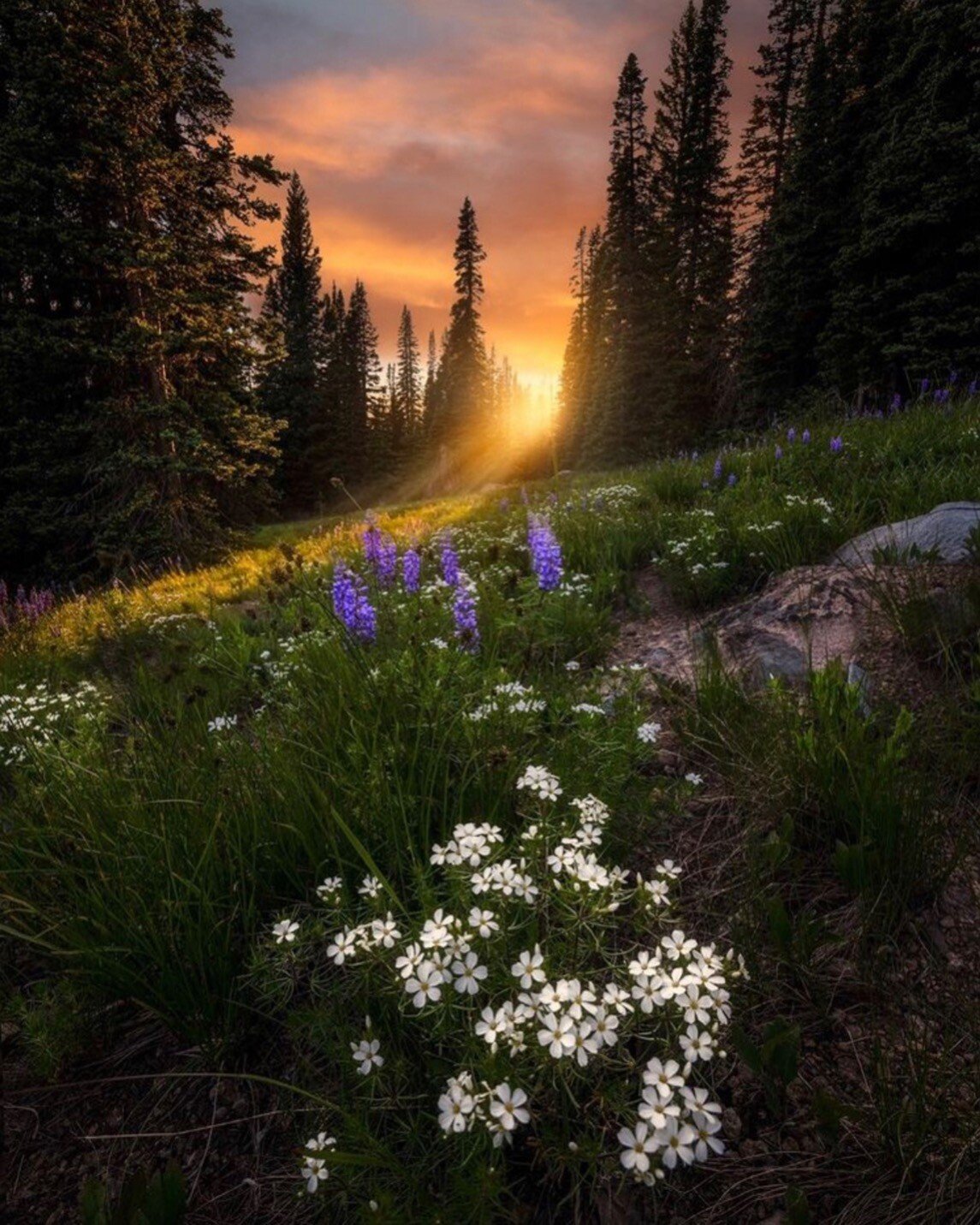 sunset co.jpeg