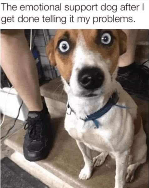 Support Dog.jpg