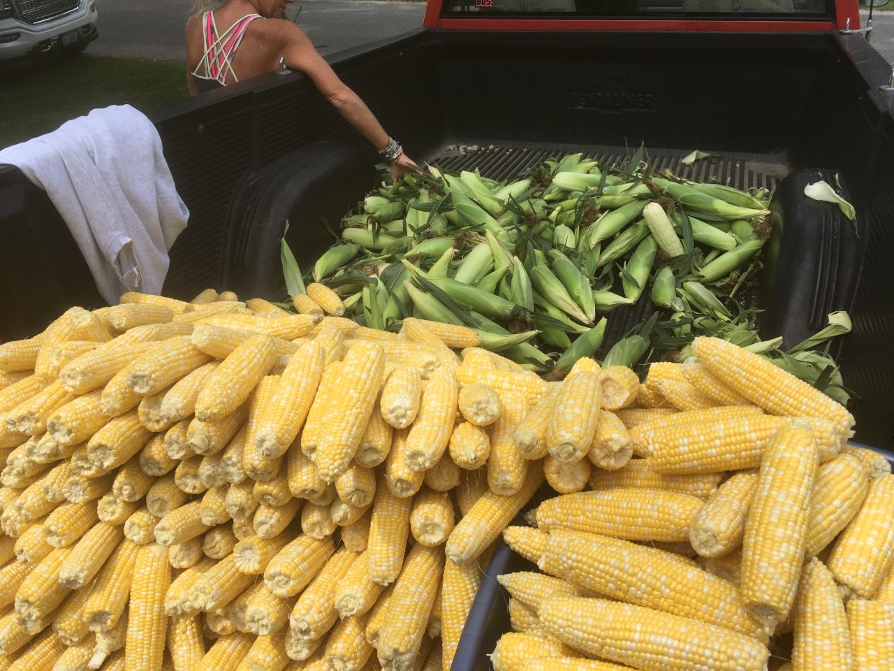 sweet corn 1.jpg