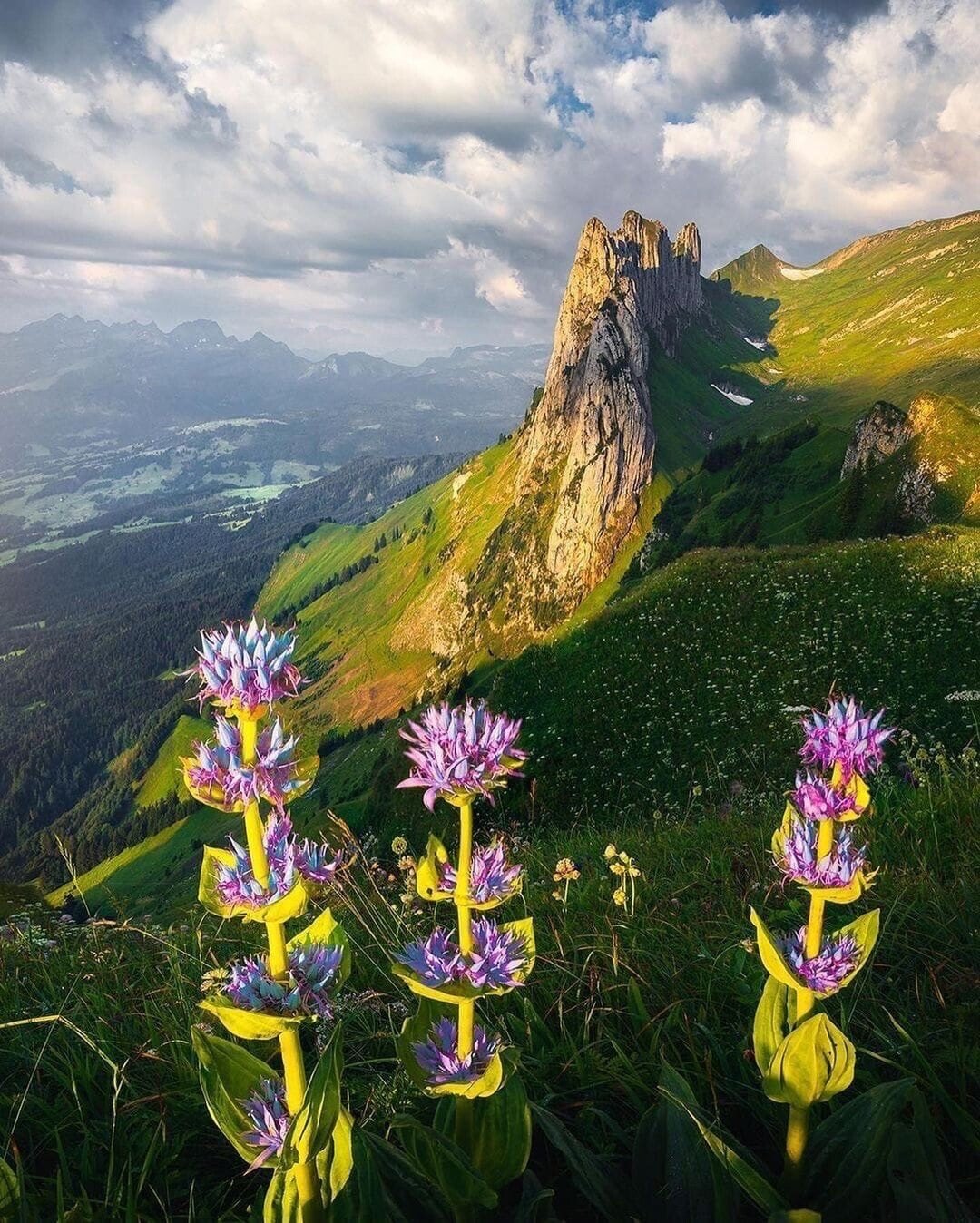 swiss.jpeg