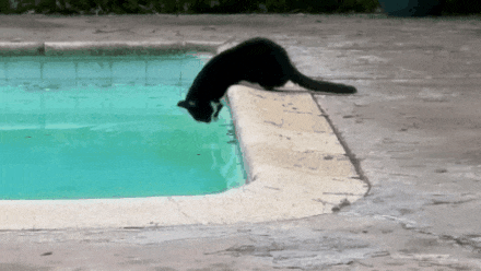 T-Rex Drinking.gif