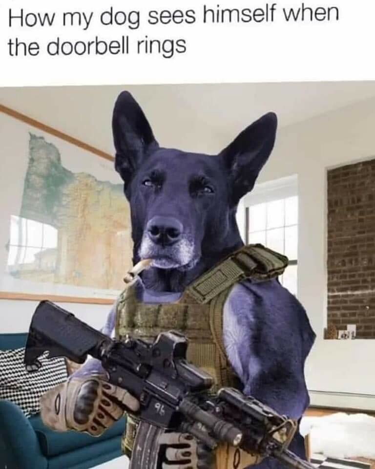 tactical dog.jpg