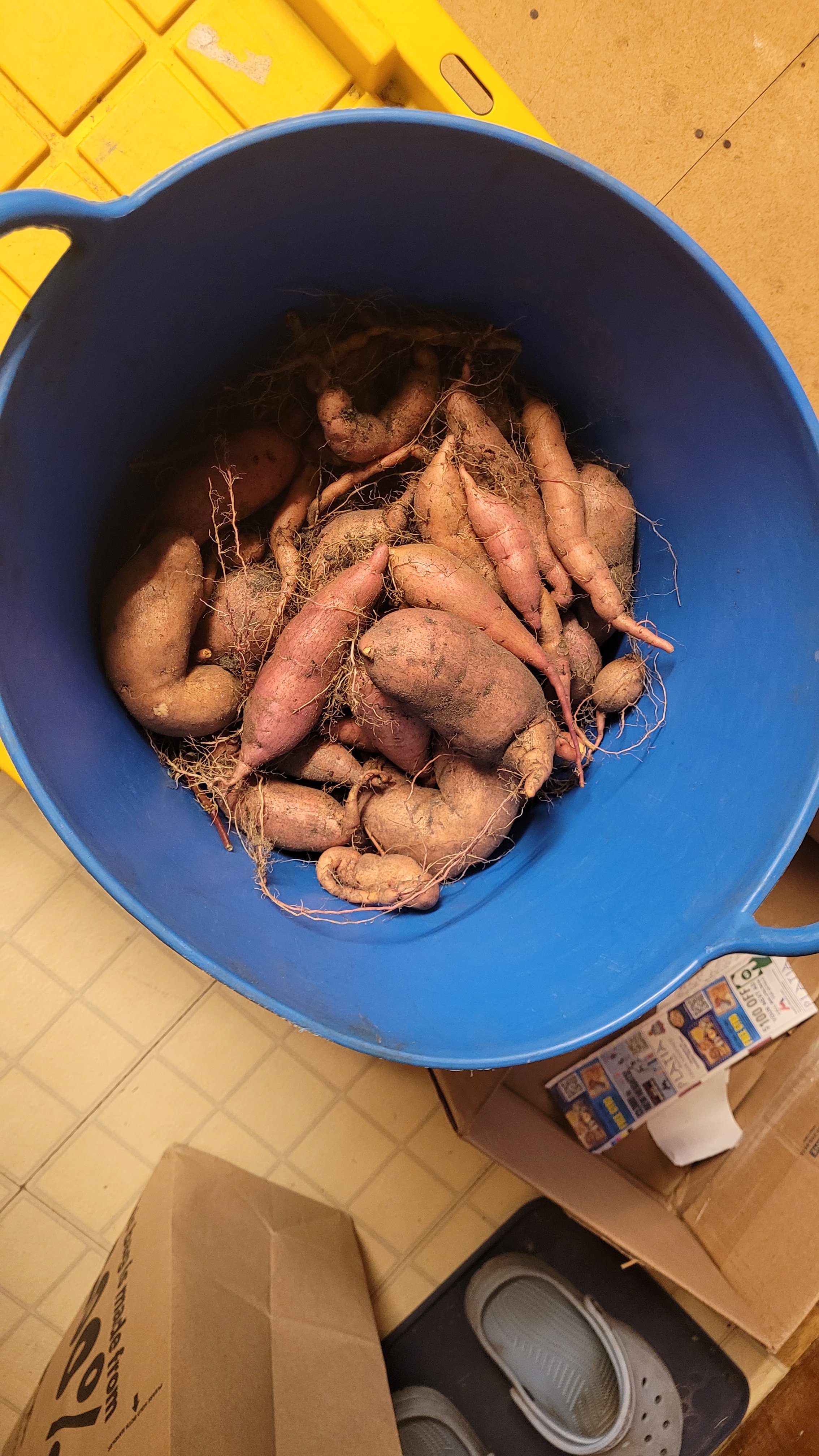 Taters.jpg