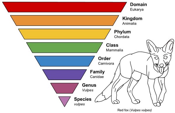 Taxonomic-Rank-Graph.jpg