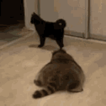 tenor (1).gif