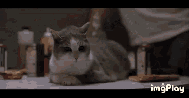 tenor (3).gif