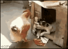 tenor-3.gif