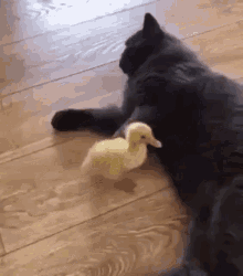 tenor (3).gif