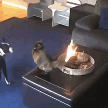 tenor-7.gif