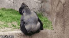 tenor-7.gif