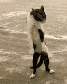 tenor (9).gif