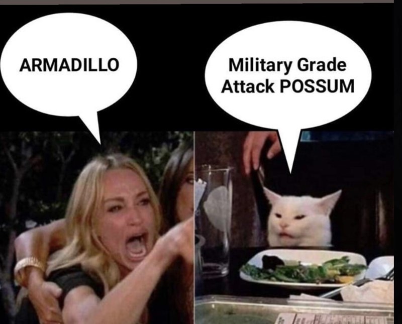 the cat - armadillo.jpeg