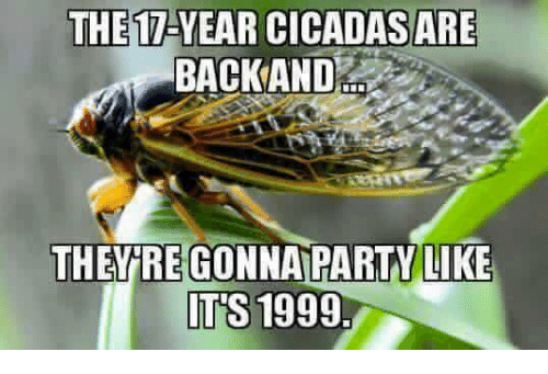 the17-year-cicadas-are-backand-theyregonnaparty-like-its-1999-24559133.png