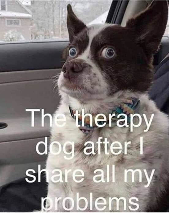 therapy dog.jpeg