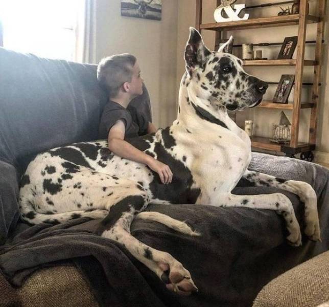 these_pets_are_real_big-2.jpg