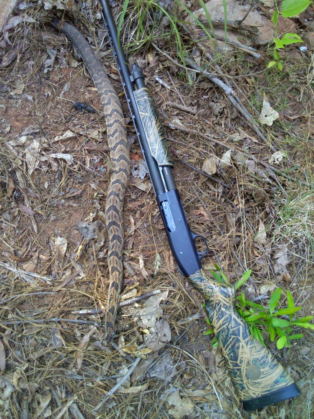 Timber.jpg