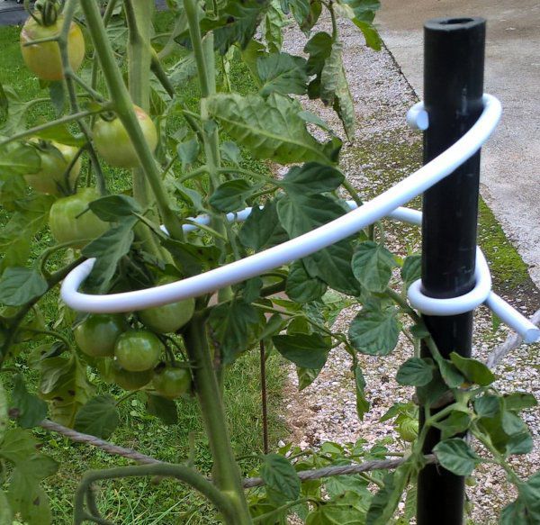 tomato stake.jpg