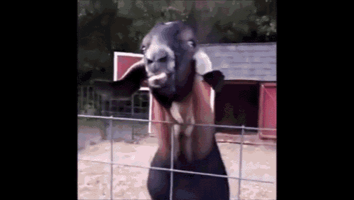 tongue-goat.gif