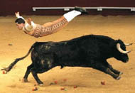 toro.jpg