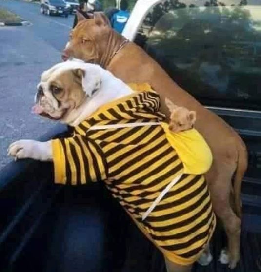 tourists dogs.jpeg