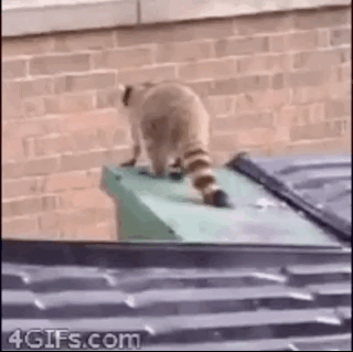 trash-panda-gifs-to-melt-your-cold-dead-heart-18-gifs-2.gif