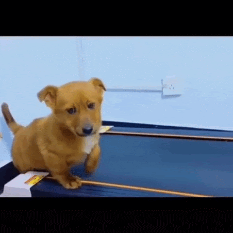 treadmill pup.gif