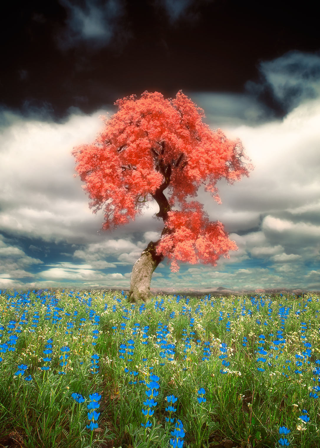 tree flowers.jpeg