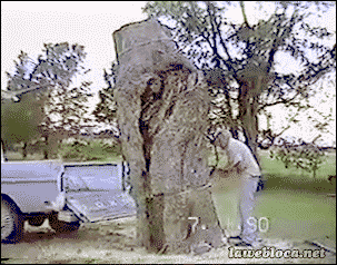 tree.gif
