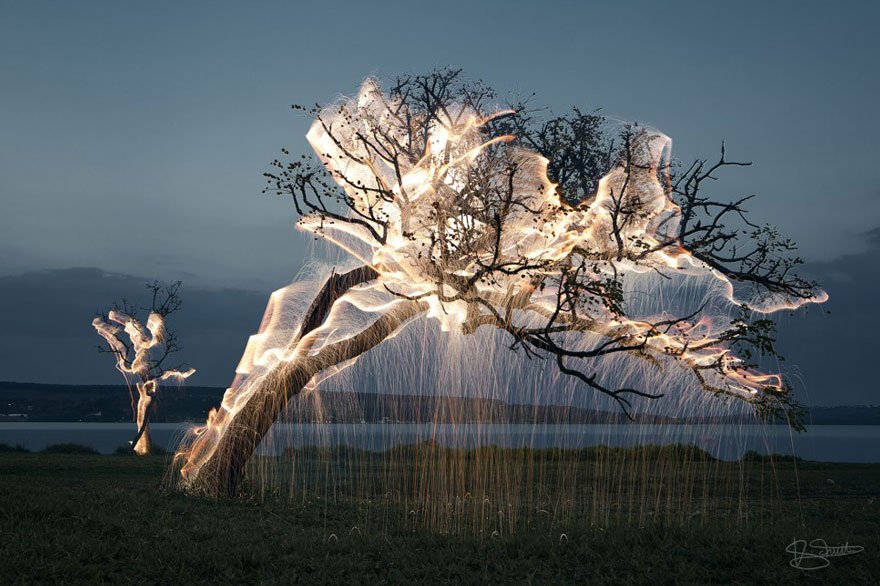 tree.jpg
