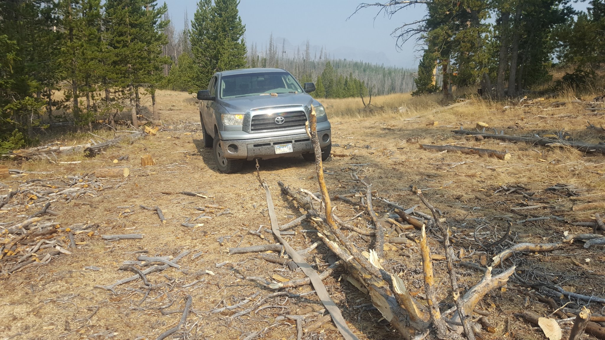 tree.jpg