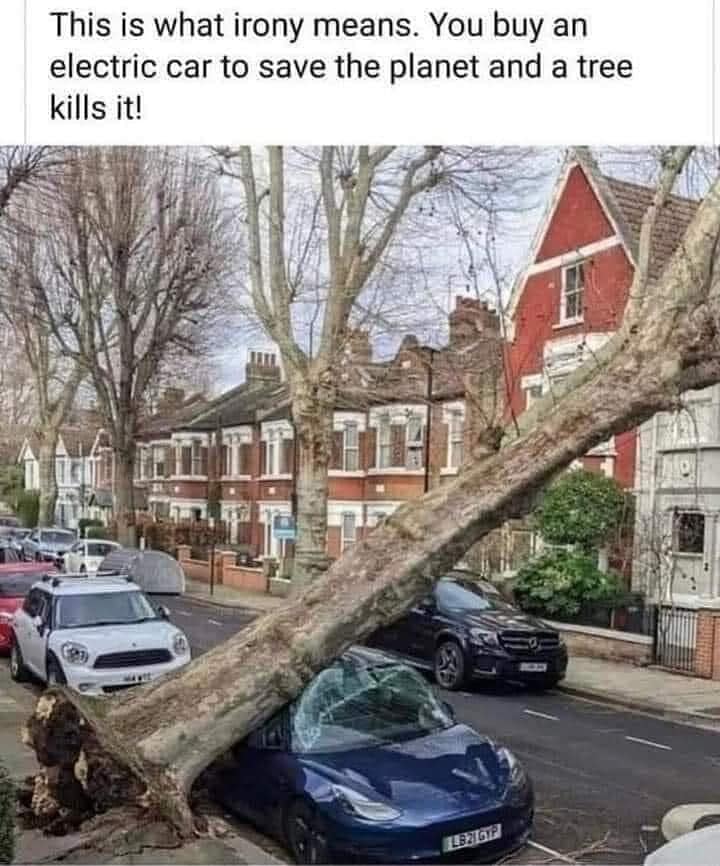 tree.jpg