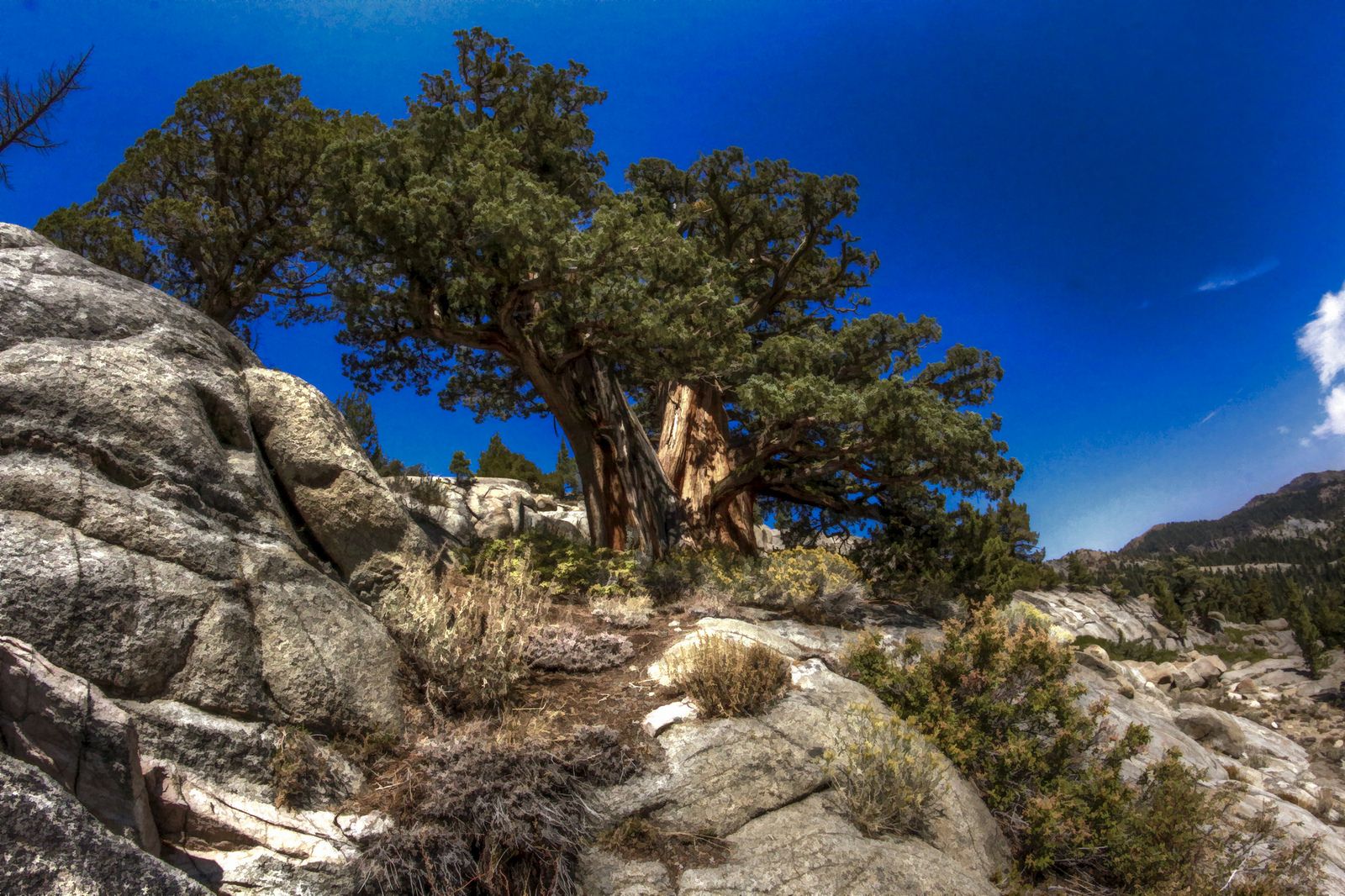 tree rock.jpg
