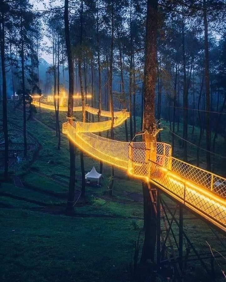 tree walk.jpg
