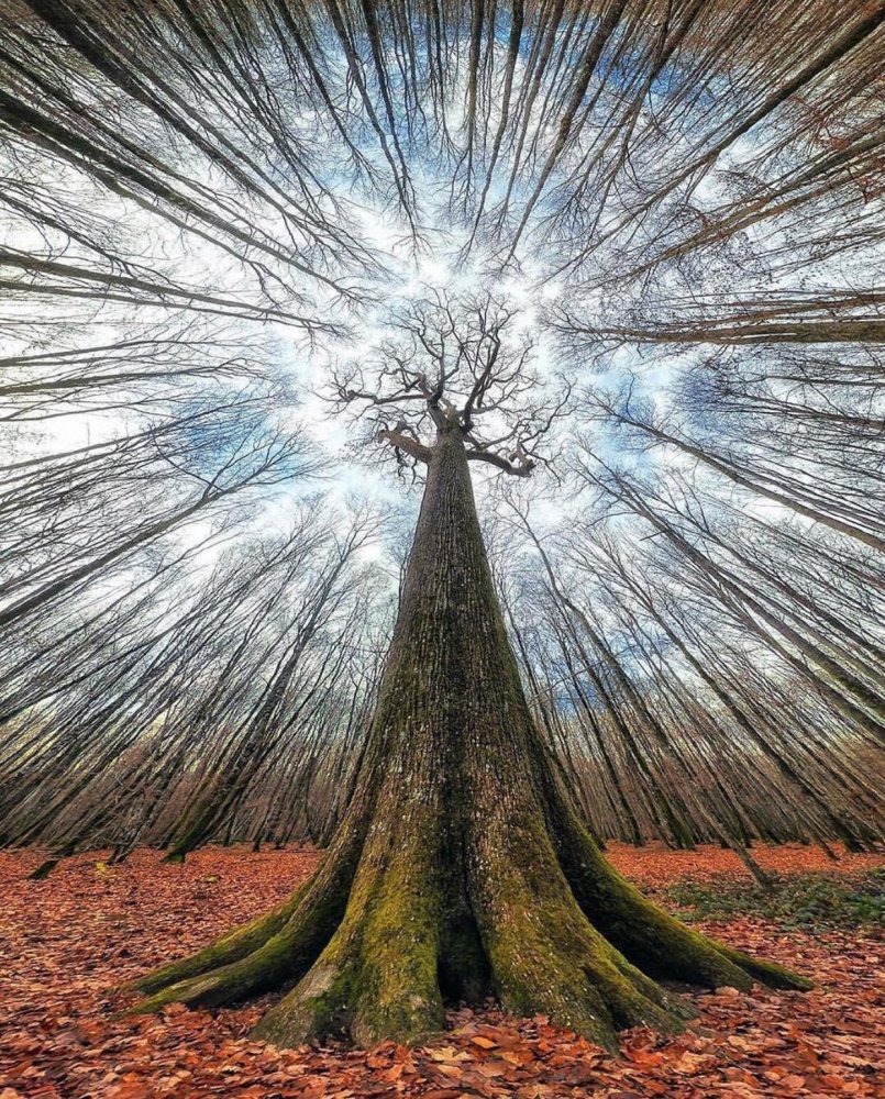 trees.jpeg