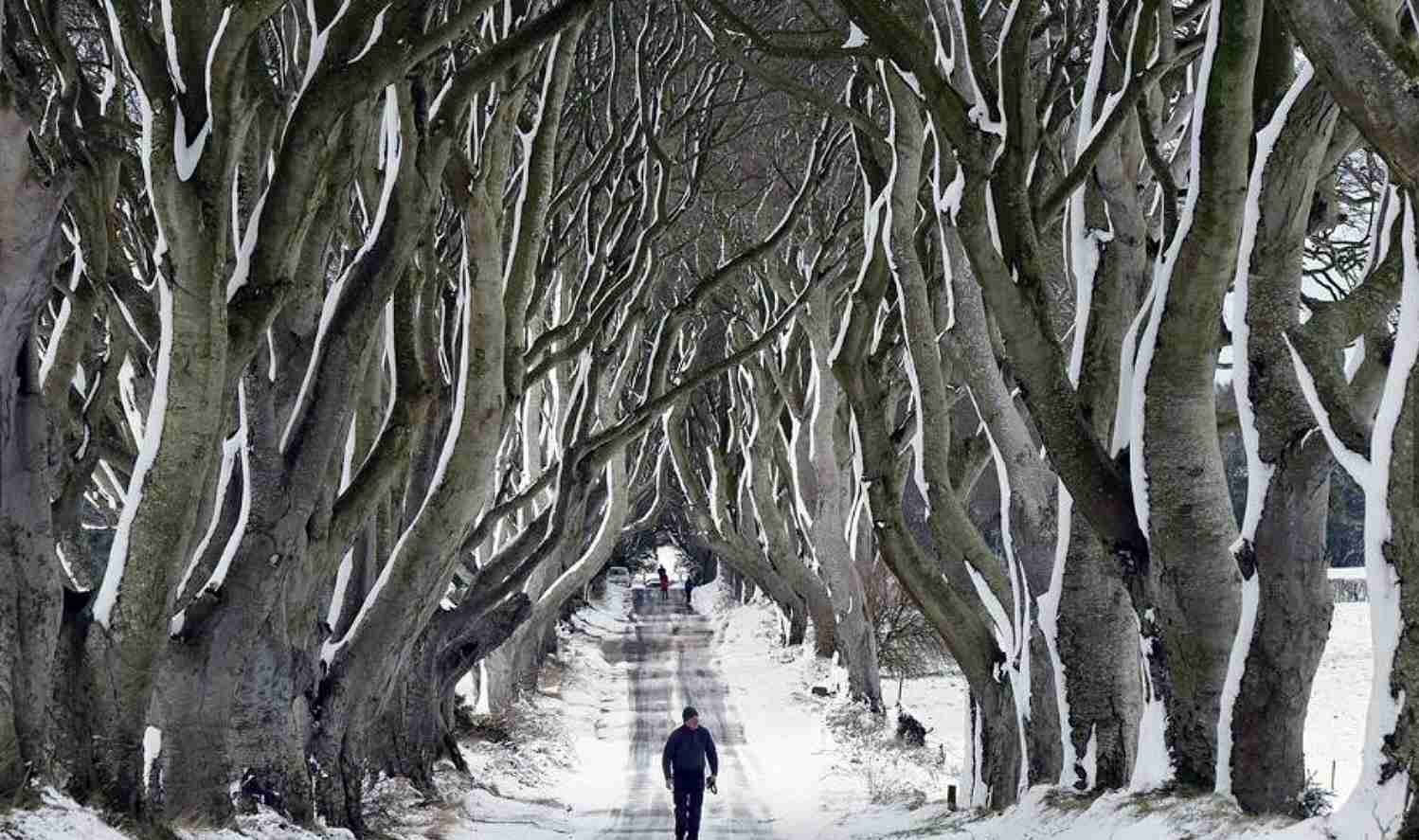 trees.jpg