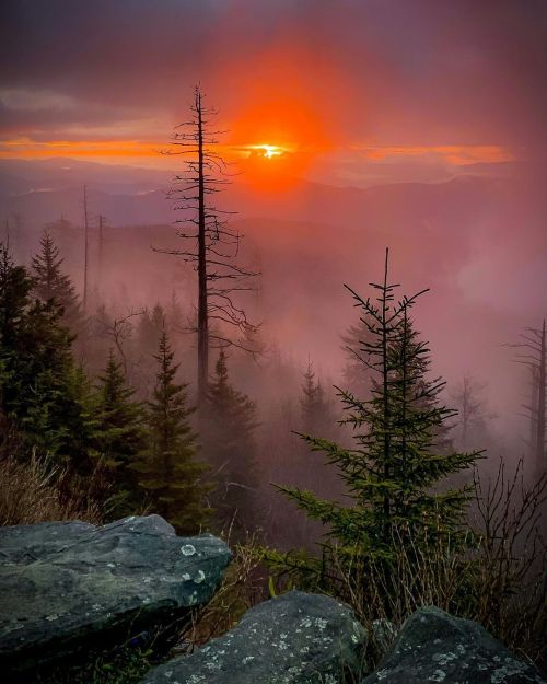 trees mist.png